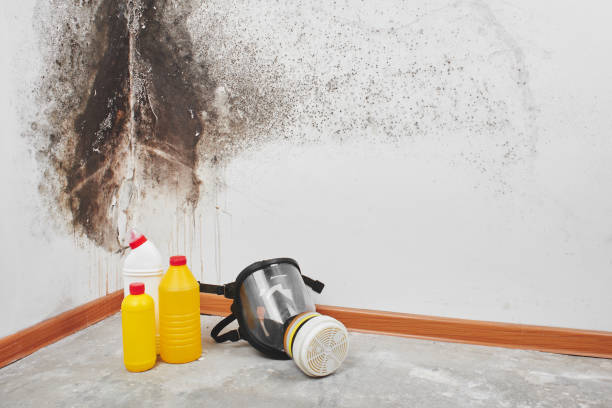 Best Residential Mold Removal  in Braham, MN