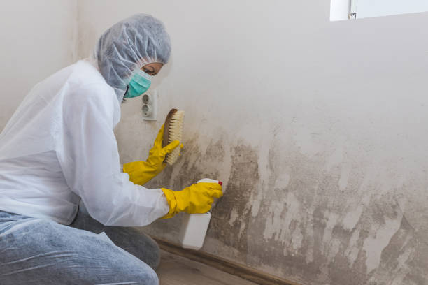 Best Mold Remediation  in Braham, MN
