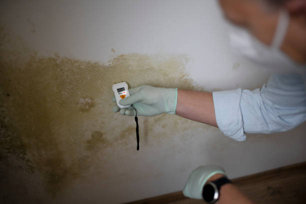 Best Mold Testing and Removal  in Braham, MN