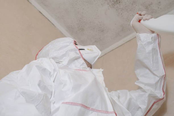 Trusted Braham, MN Mold Removal Experts