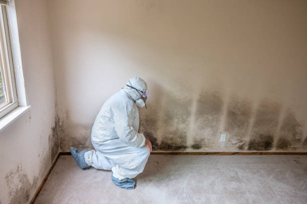 Mold Testing and Removal in Braham, MN