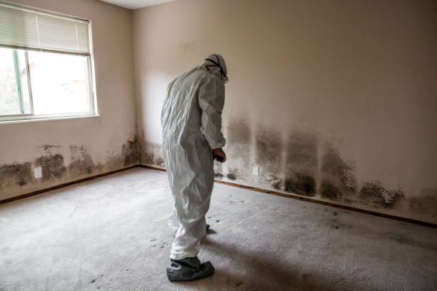 Best Mold Remediation Experts  in Braham, MN
